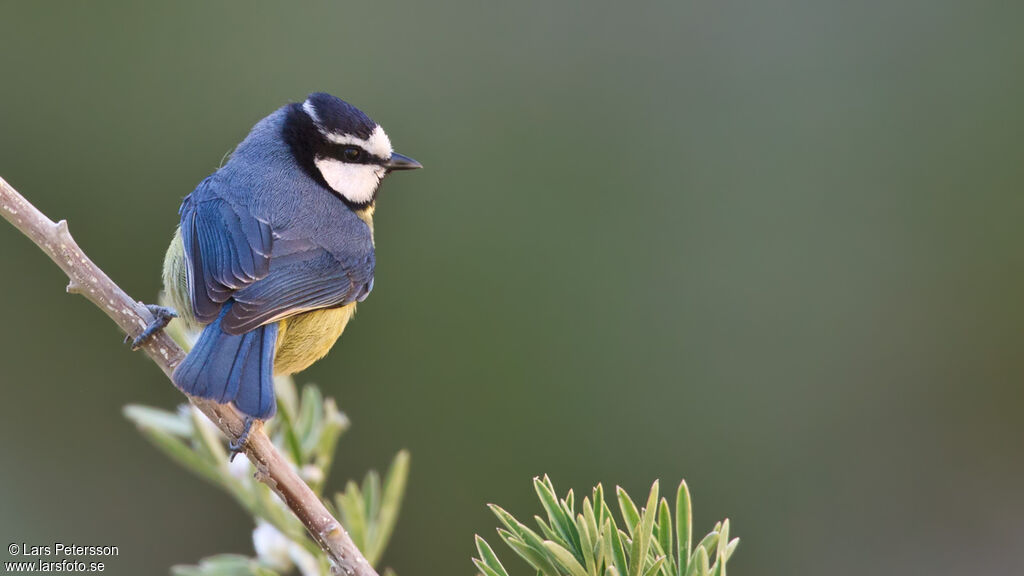 African Blue Tit