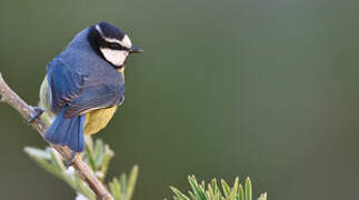 African Blue Tit