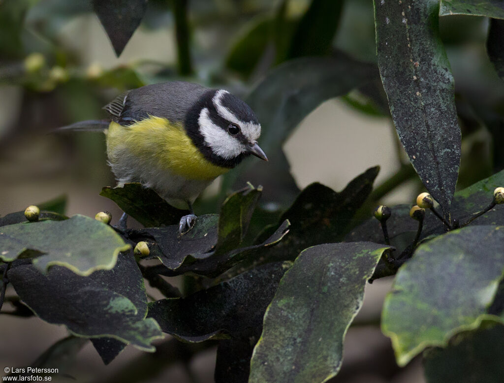 African Blue Tit