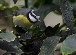 African Blue Tit