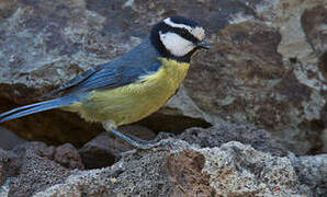 African Blue Tit