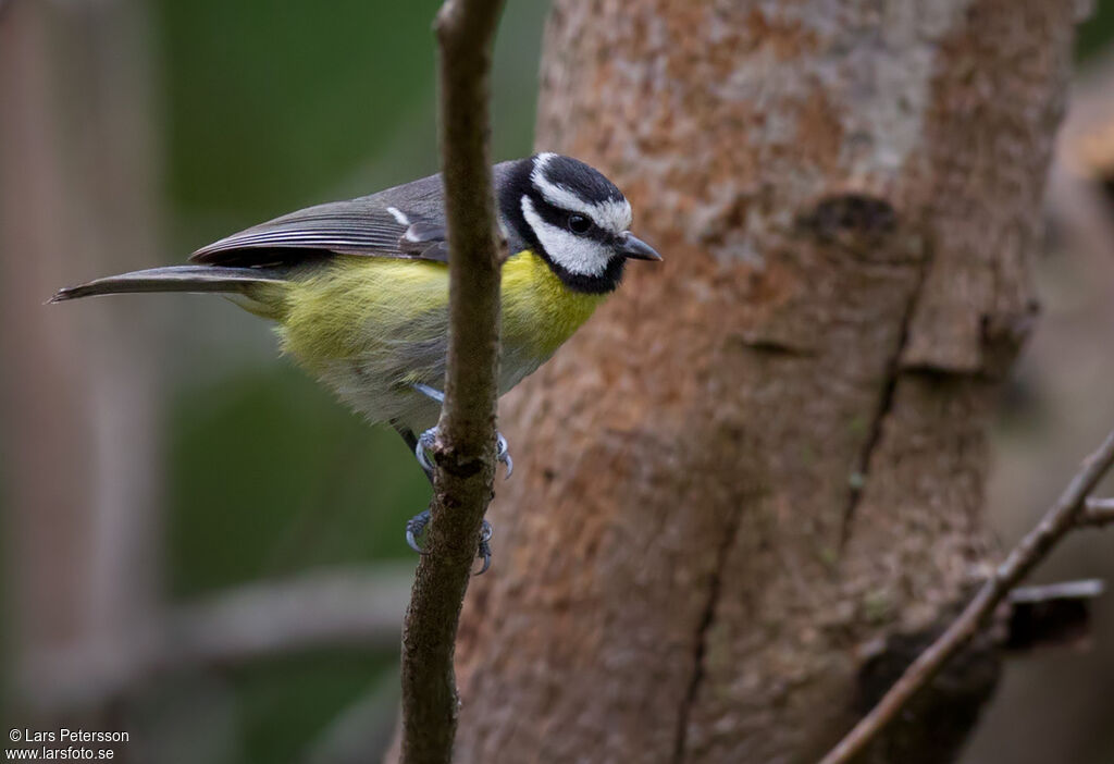 African Blue Tit