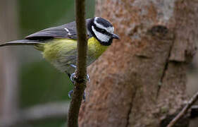 African Blue Tit