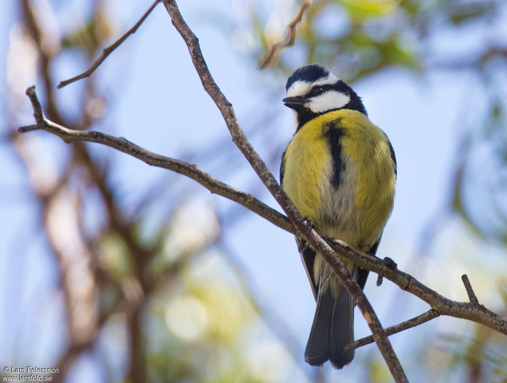 African Blue Tit