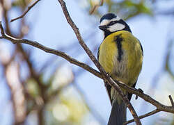 African Blue Tit