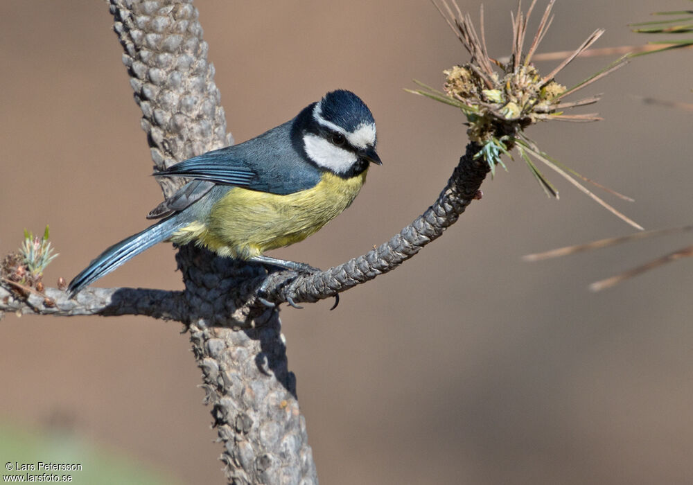 African Blue Tit