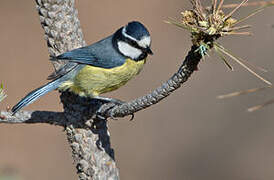 African Blue Tit