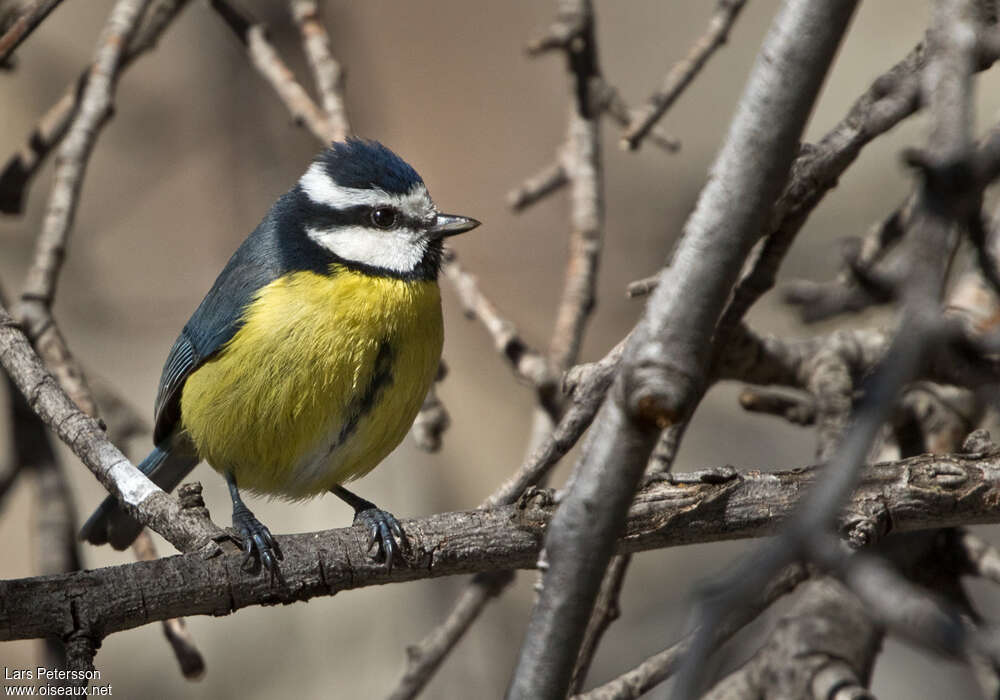 African Blue Titadult, close-up portrait