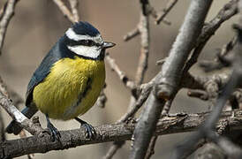 African Blue Tit