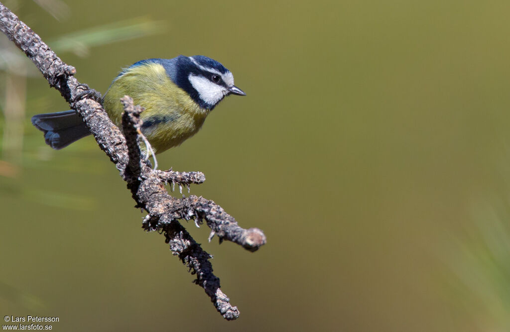 African Blue Tit