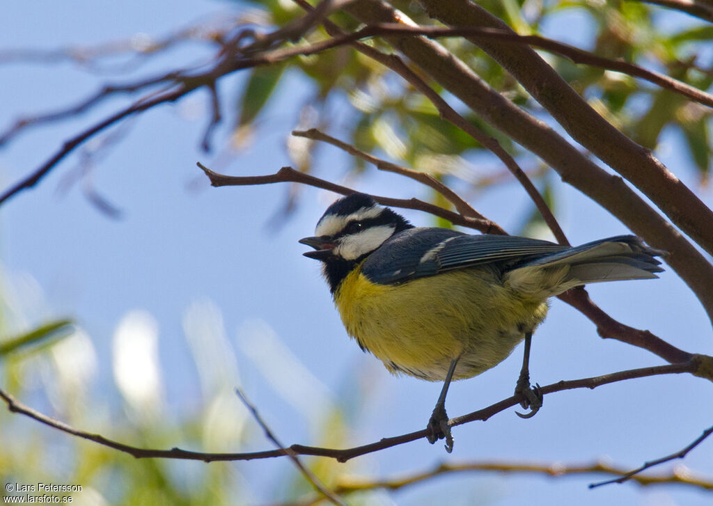 African Blue Tit