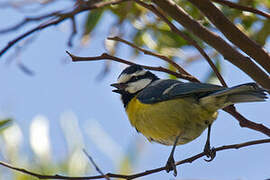 African Blue Tit