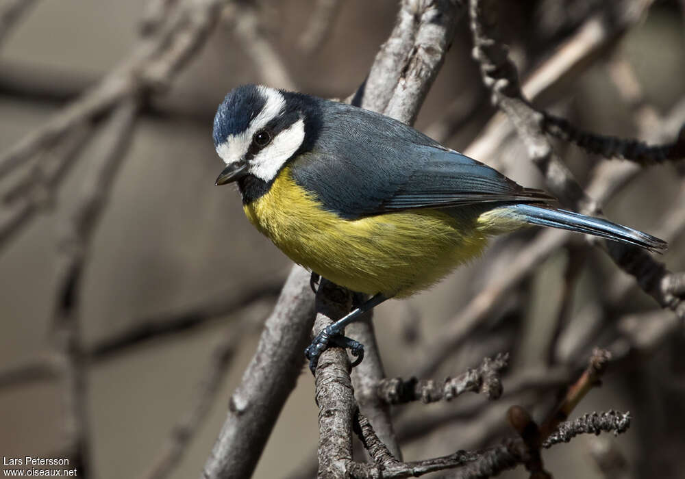 African Blue Titadult, identification