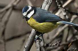 African Blue Tit