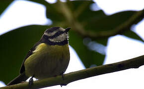 African Blue Tit