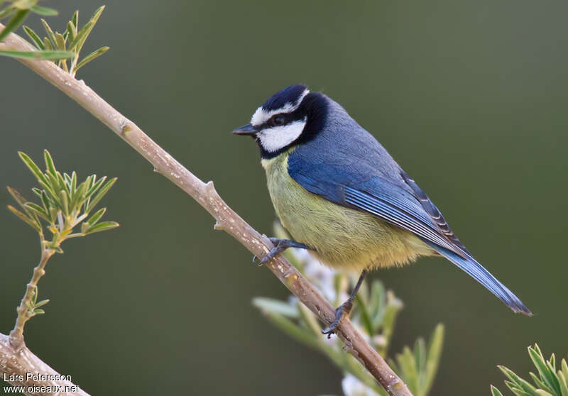 African Blue Tit male adult, identification