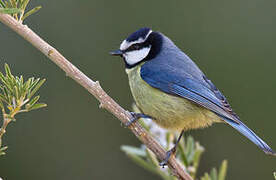 African Blue Tit