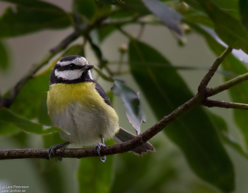 African Blue Tit