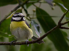 African Blue Tit