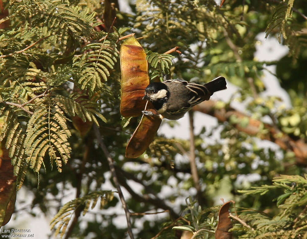 Mésange somalienneadulte, habitat, régime