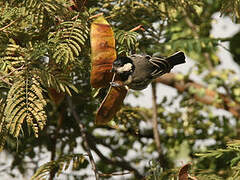 Acacia Tit