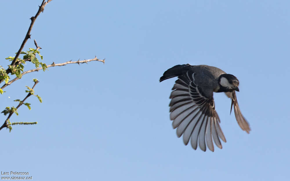 Acacia Tit, Flight