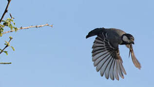 Acacia Tit