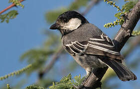 Acacia Tit