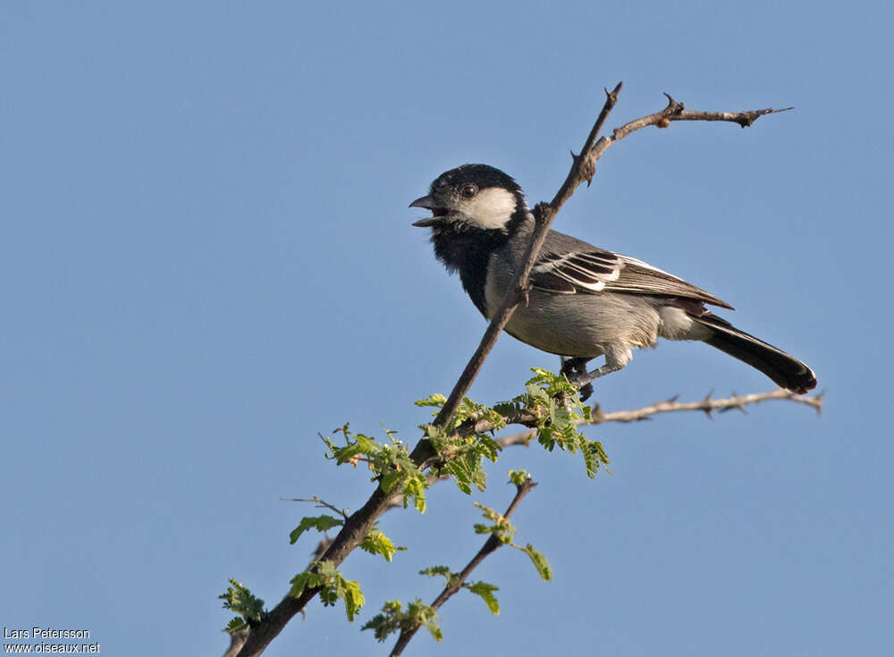 Mésange somalienneadulte, habitat