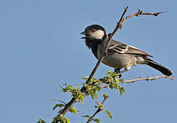 Acacia Tit