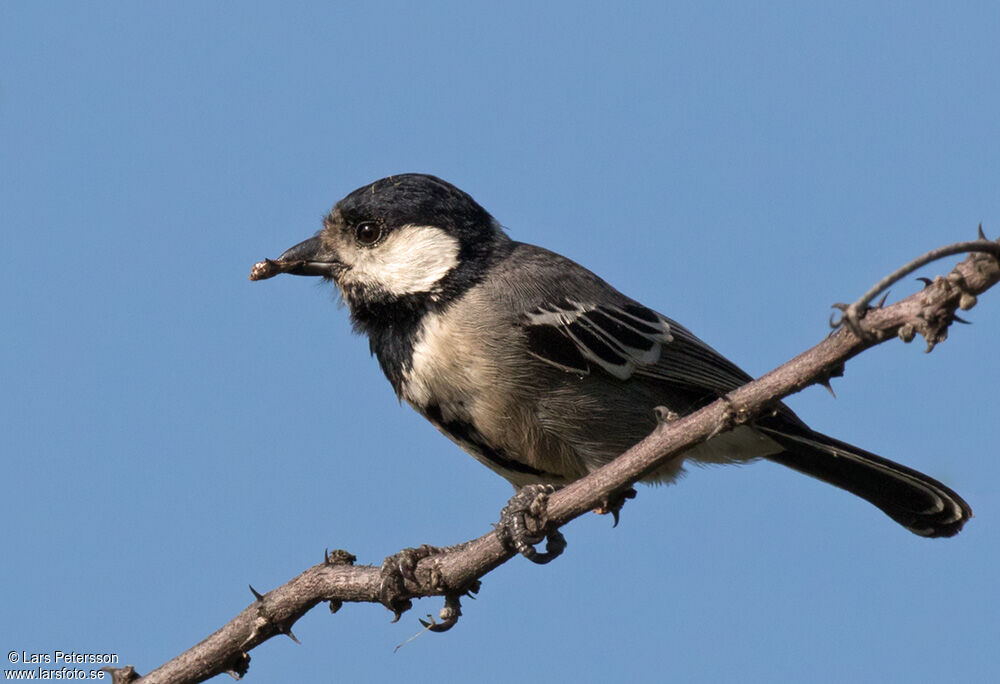 Acacia Tit