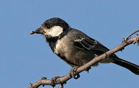 Acacia Tit