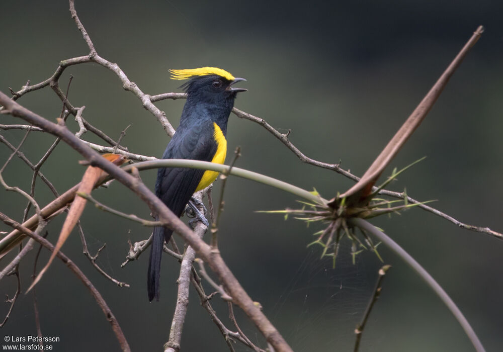 Mésange sultane