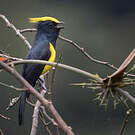 Mésange sultane
