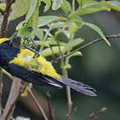 Mésange sultane