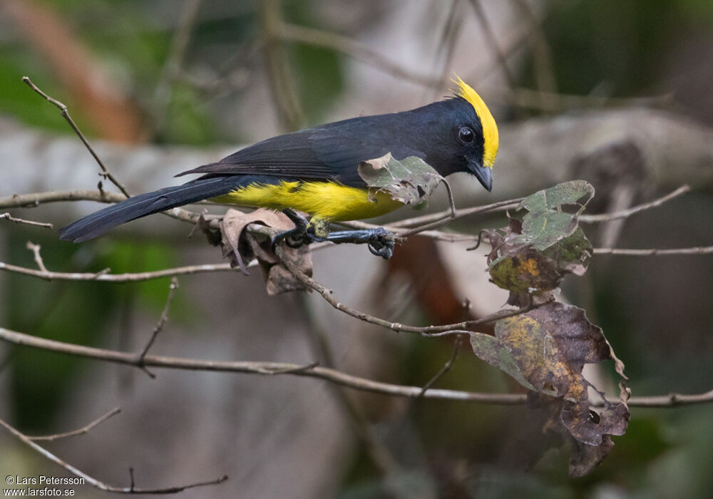 Mésange sultane