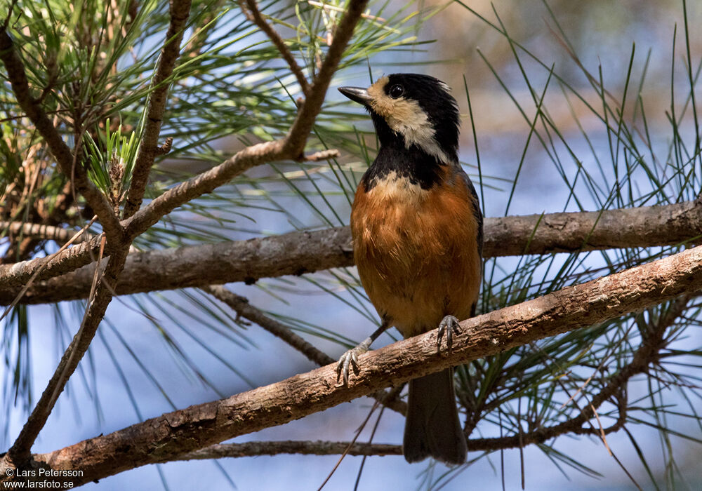 Varied Tit