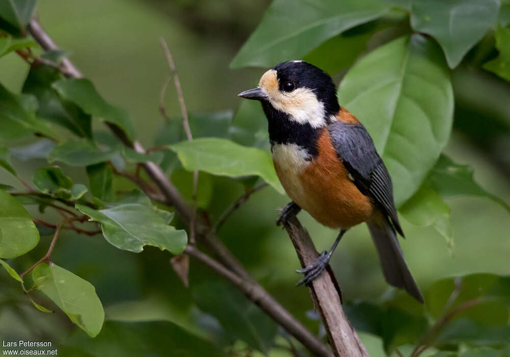 Varied Titadult, identification