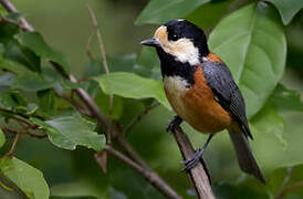 Varied Tit