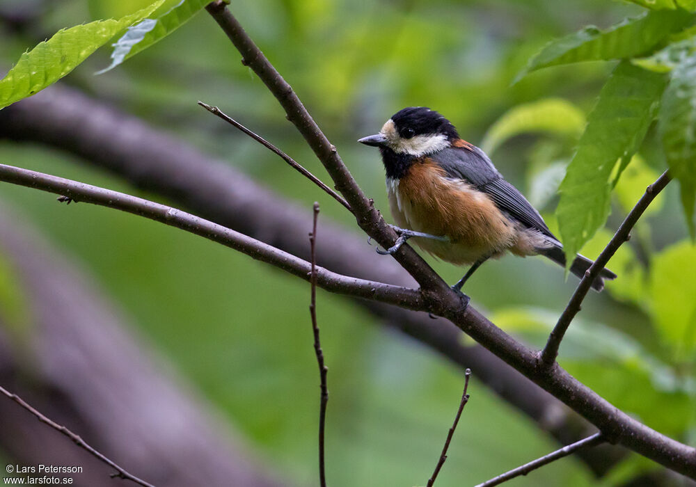 Mésange variée