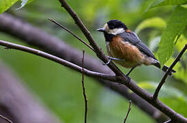 Varied Tit