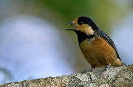 Varied Tit