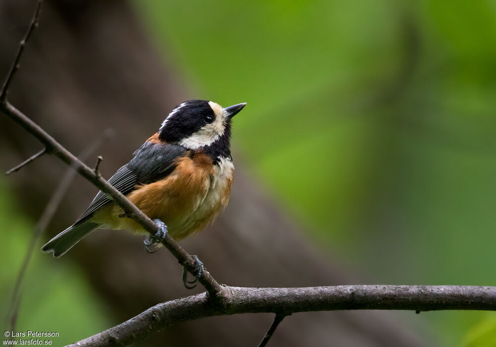 Mésange variée