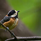 Mésange variée