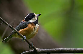 Varied Tit