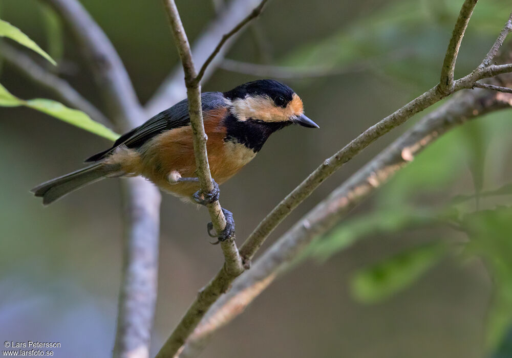 Varied Tit