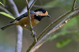 Varied Tit