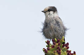 Grey Jay