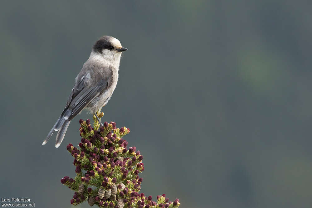 Canada Jayadult, pigmentation, Behaviour