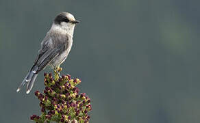 Grey Jay